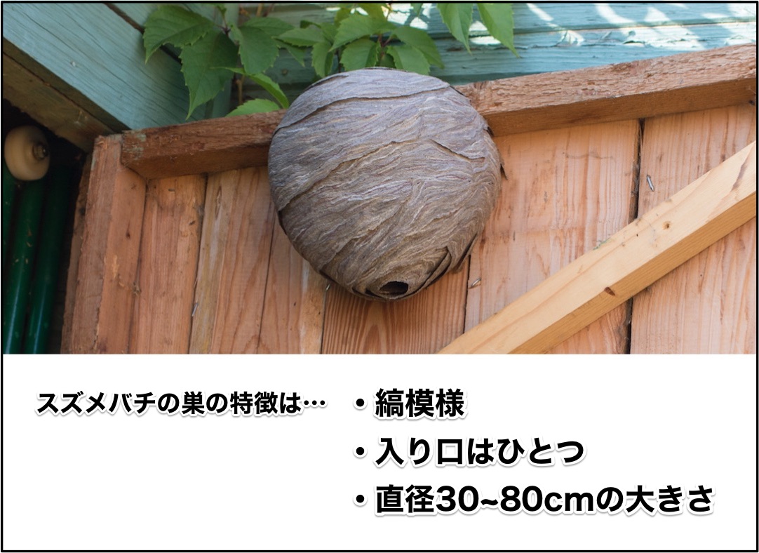スズメバチの巣の特徴は、縞模様、入り口がひとつ、直径は30~80cmの大きさです。
